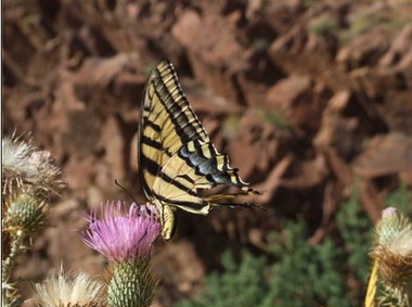 Butteflies on Mt. Franklin in El Paso.