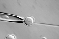 Stem_cell