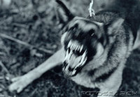 Attack_dog