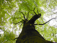 Biomass_research