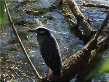Bird at Lady Bird Lake, Austin in April