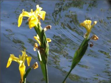 Wild Iris at <a href="http://shapleigh.org/news/3050-from-the-senator-s-desk">Lady Bird Lake</a>, Austin in April