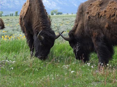 "Best of the West" Buffalo Dueling