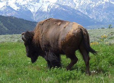 "Best of the West" Bison Moving West along the Rockies