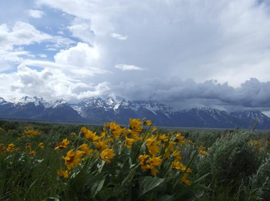 "Best of the West" Rocky Mountains and Yellow Flowers