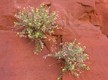 "Best of the West/New Photo" Yellow on Red Sandstone